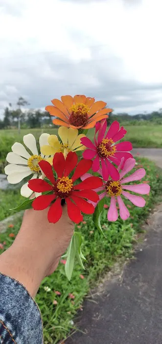 Pijat sehat Dan Bekam Khusus Wanita DAEBAK Picture 3