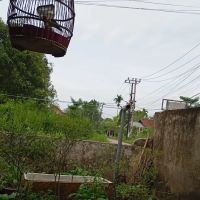 PIJAT URUT MBAH PUTRI ico