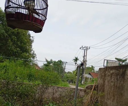 PIJAT URUT MBAH PUTRI